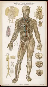 Cardiovascular System Illustration Stampe: Organs of Circulation