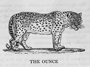 Snow Leopard Print Stampe: Ounce (Bewick)