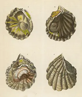 Ostriche Stampe: Quattro conchiglie di frutto del mare