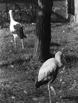 Rare Bird Species Photos Stampe: Painted & White Storks