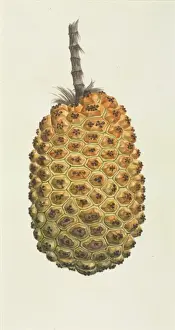 Botanical Drawings China Stampe: Pandanus sp