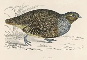 Game Bird Species Stampe: Partridges (Morris)