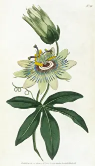 Blue Passion Flower Stampe: Passiflora Caerulea