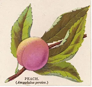Stone Fruit Stampe: A PEACH