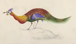 Unique Bird Species Stampe: Is it a Peacock ???