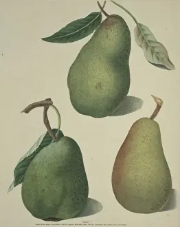 Dicotyledon Flowering Plants Stampe: The Pear