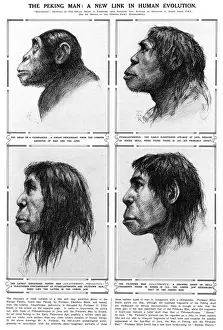 Scimpanzé Stampe: Uomo di Pechino Un nuovo legame nell'evoluzione umana