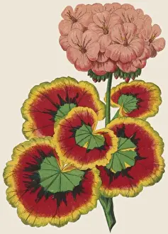 19th Century Botanical Prints Stampe: Pelargonium / Geranium