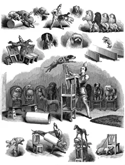 Historical Illustration Engraving Stampe: Performing dogs