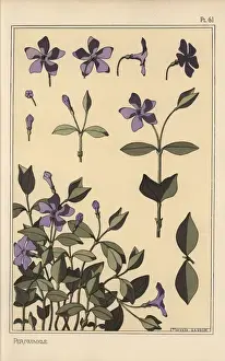 Pochoir Stencil Technique Stampe: Periwinkle botanical study