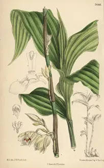 Curtis Botanical Magazine 1889 Stampe: Phajus pauciflorus, white orchid native to Java