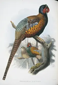 Common Pheasant Anatomy Stampe: Phasianus colchicus elegans, common pheasant