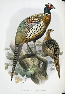Common Pheasant Anatomy Stampe: Phasianus colchicus formosanus, common (Formosan) pheasant