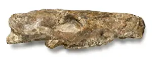 Fiolofuso volpiceo