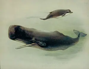 Stampe di Balena del maschio e balenella settentrionale. Tavola 45 dal libro di mammiferi britannici volume I e II di Archibald Thorburn, 1920-21 Capodoglio Stampe: Fiseter catonide e iperoodeone ambullato