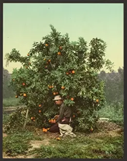 Nineteenth Century Coloured Photographs Stampe: Picking oranges