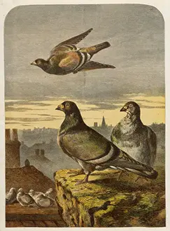 Stampe di Uccelli di colomba sulle tettoie (specie Columbidae) Immagini Correlate Stampe: Uccelli sul tetto