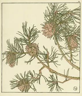 Garden Plant Illustrations Stampe: Pine cone