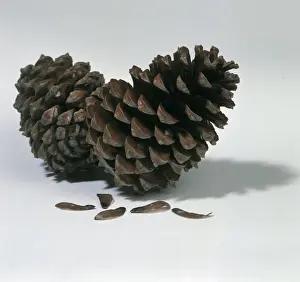 Pine Cone Images Stampe: Pine cones
