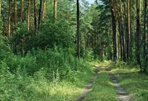 Russian Wilderness Photography Stampe: Pine Forest