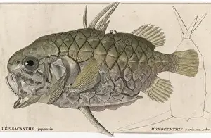 Marine Life History Stampe: A Pineapple Fish