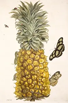 Stampe di La tavola 2 da Metamorfosi degli insetti della Surinamensium di Maria Sybilla Merian Sybilla Stampe: Ananas con insetti.