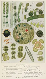 Historical Plants Stampe: Plants / Algae