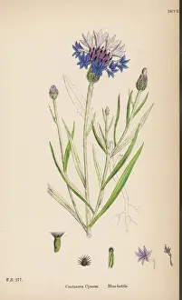 Centaurea Cyanus Stampe: Plants / Centaurea Cyanus