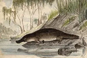 Stampe di Ploppaso Platipso Circa Anni Otto-Seicento Ornitorinco Stampe: Platypus