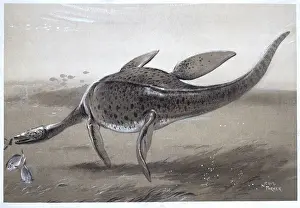 Prehistoric Marine Reptile Stampe: Plesiosaur