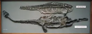 Natural History Museum Exhibit Stampe: Plesiosaurus conybeari