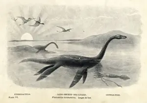 Prehistoric Sea Creatures Stampe: Plesiosaurus dolichodeirus with cuttlefish and pterodactyls