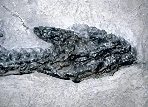 Lyme Regis Fossils Stampe: Plesiosaurus dolichodeirus: Head only