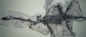 Lyme Regis Fossils Stampe: Plesiosaurus dolichodeirus skeleton