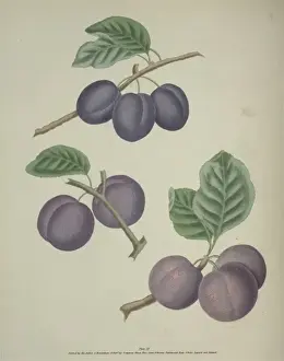 Plum Varieties Stampe: The Plum