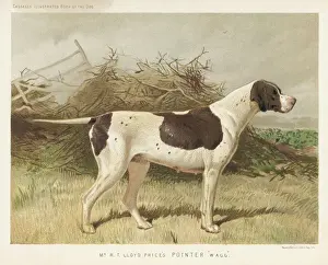 Stampe di Un classico indicatore nel campo Puntatore Stampe: Puntatore (Molto Shaw)