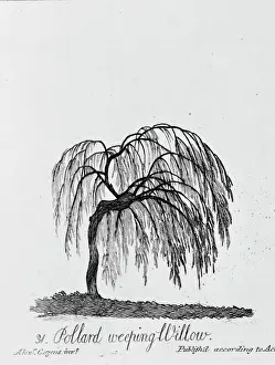 Stampe di La targa 31 dallo schema della forma, scheletro e fogliame di trentadue specie di alberi del 1786 di A. Cozens La serie fu originariamente pubblicata nel 1771 Alexander Cozens Stampe: Salice Pendente di Pollard