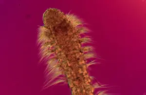 Annelid Animal Stampe: Polychaete worm