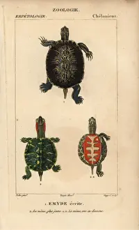 Copperplate Stipple Engraving Techniques Stampe: Pond slider turtle, Trachemys scripta