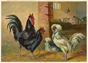Rare Bird Species Pictures Stampe: Poultry in a Yard