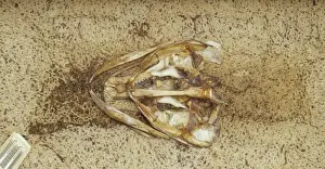 Insect Anatomy Stampe: Preparation of skeleton