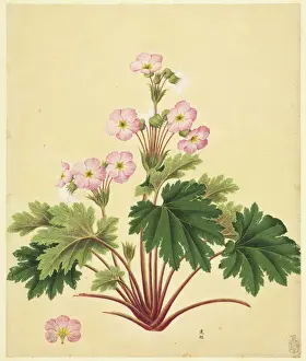 John Reeves Collection Stampe: Primula sinensis
