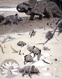 Cretaceous Era Dinosaurs Stampe: Protoceratops