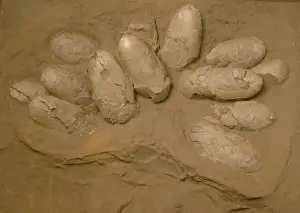 Mesozoic Era Fossils Stampe: Protoceratops eggs