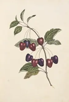 Rosaceae Family Tree Stampe: Prunus sp. cherry tree