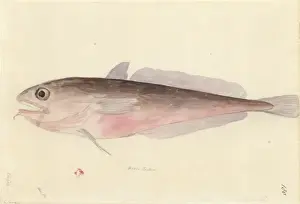Bony Fish Illustration Stampe: Pseudophycis bacchus, red codling
