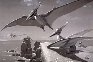 Estinto Stampe: Pteranodon