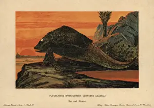 Prehistoric Animals Illustration Stampe: Pterichthyodes, extinct genus of placoderm