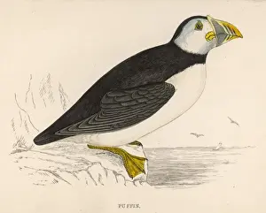 Puffin Bird Stampe: PUFFIN