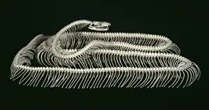 Stampe di Lo scheletro di un pitone tigre (Python molurus) dell'Asia sud-orientale, ora parte delle collezioni del Museo di Storia Naturale, Londra Pitone Indiano Stampe: Python molurus, pitone reale.
